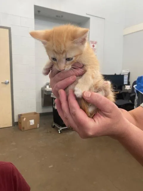 A baby medium-sized male Domestic Short Hair cat named Billy for adoption in Dallas, TX