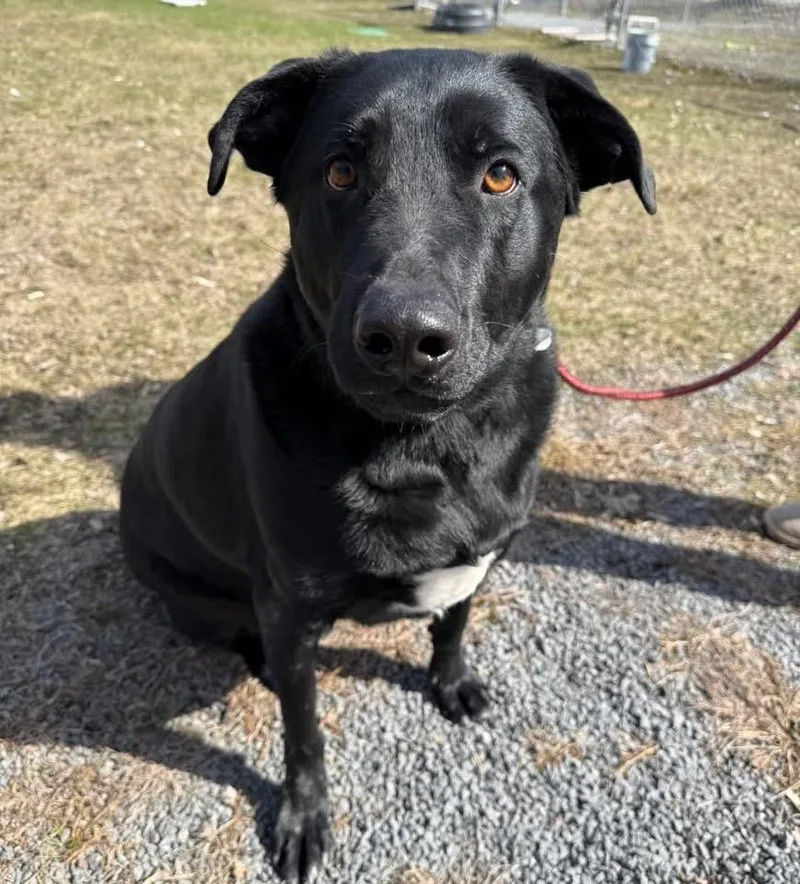 An adult extra large-sized male Labrador Retriever dog named Milo for adoption in Howes Cave, NY