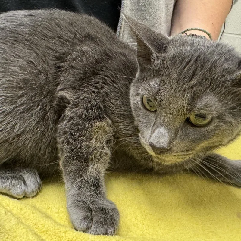 A baby medium-sized male Gray / Blue / Silver Domestic Short Hair cat named K.K Slider for adoption in Murray, UT