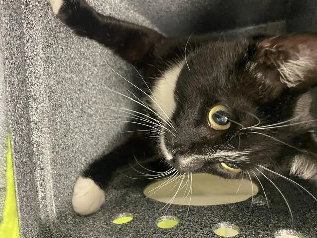 A young medium-sized male Domestic Short Hair cat named Morel for adoption in Kent, WA