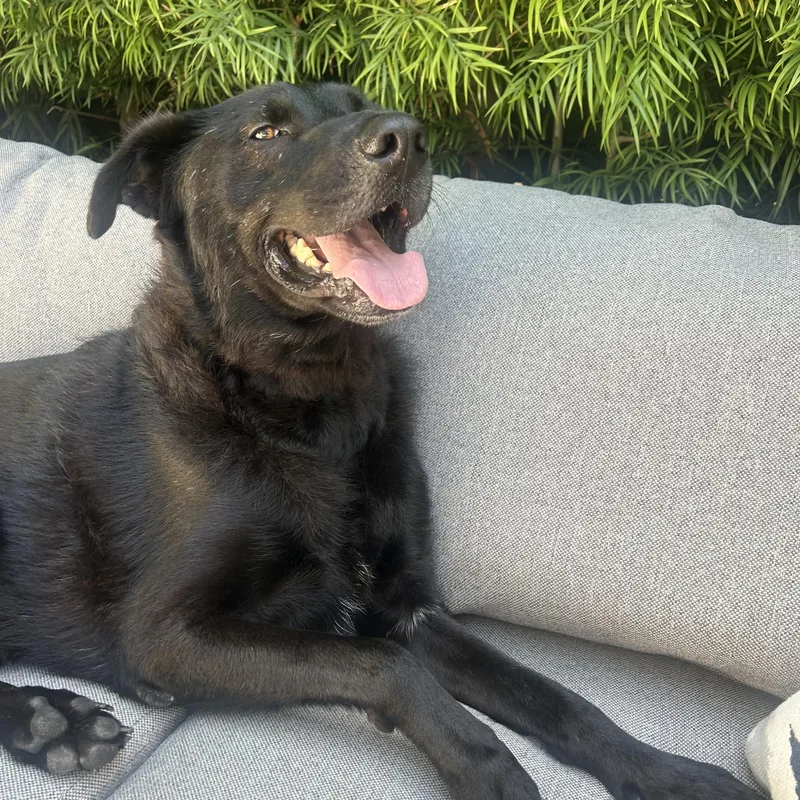 Taz