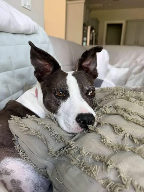 A senior medium-sized female Mixed Breed dog named Mia for adoption in Saint Augustine, FL