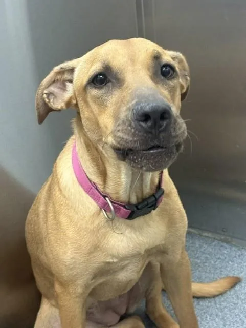 A young large-sized female Mixed Breed dog named Bonnie for adoption in Dallas, TX