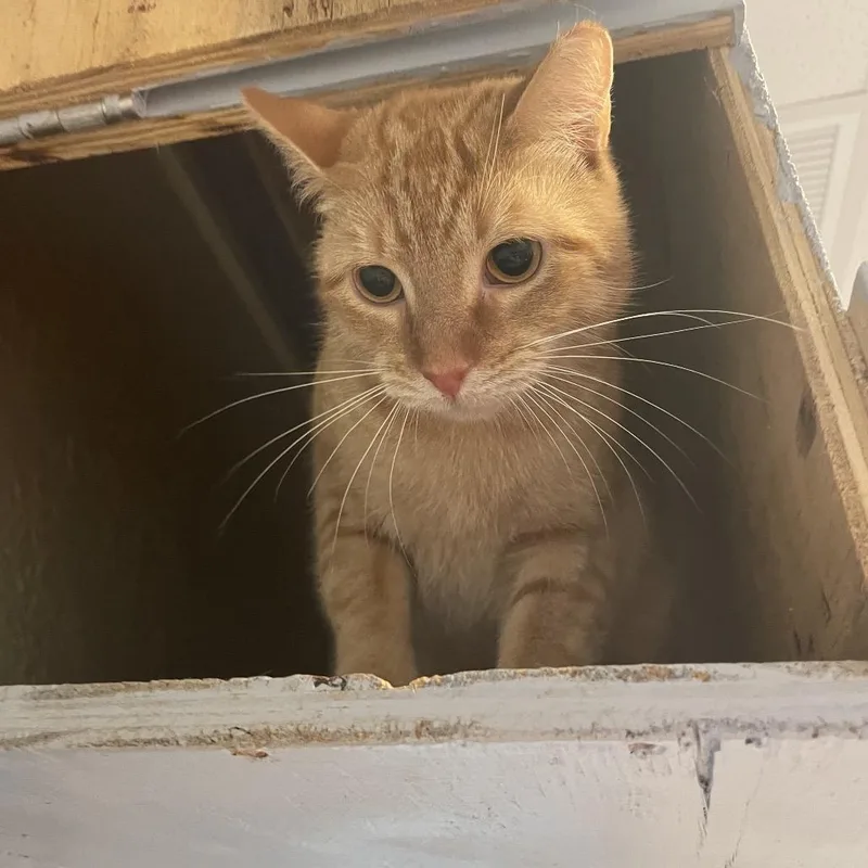 Mama Bear thumbnail 2