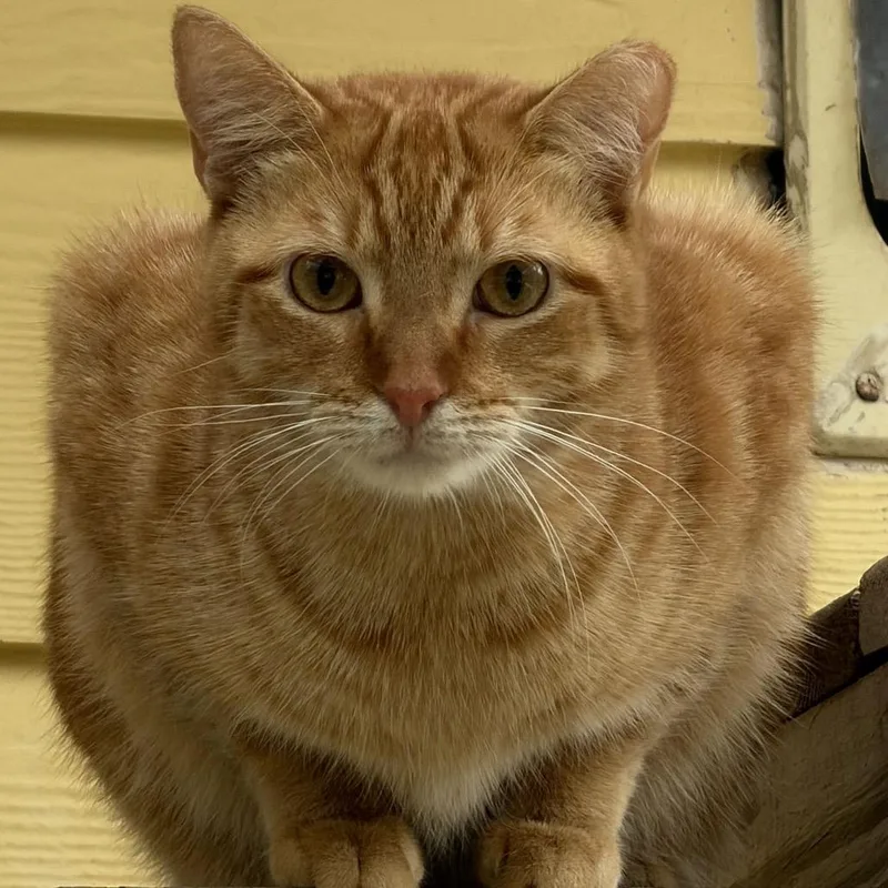 Mama Bear thumbnail 3