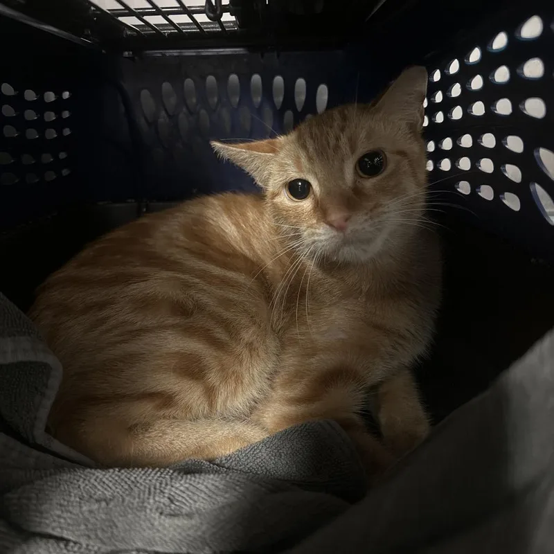 Mama Bear thumbnail 4