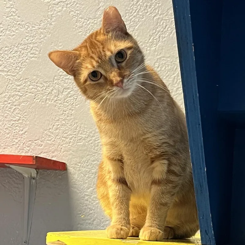 Mama Bear thumbnail 5