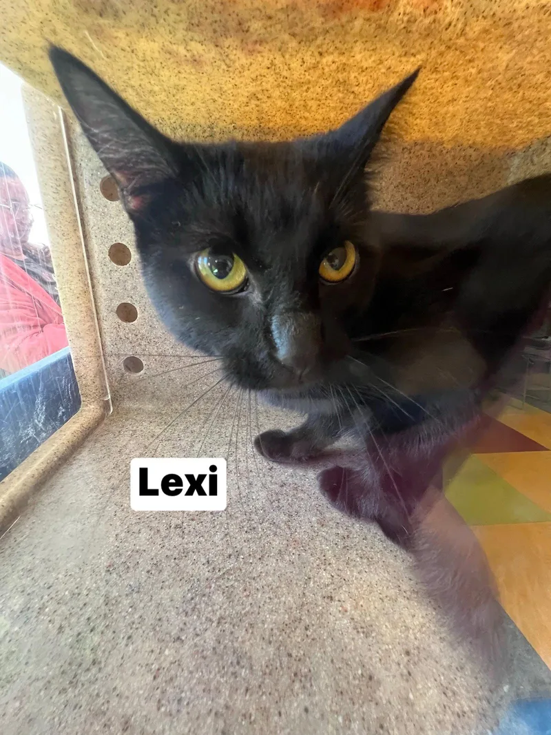 Lexi