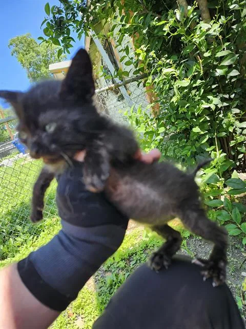 A baby small-sized female Domestic Short Hair cat named Mamba for adoption in San Antonio, TX
