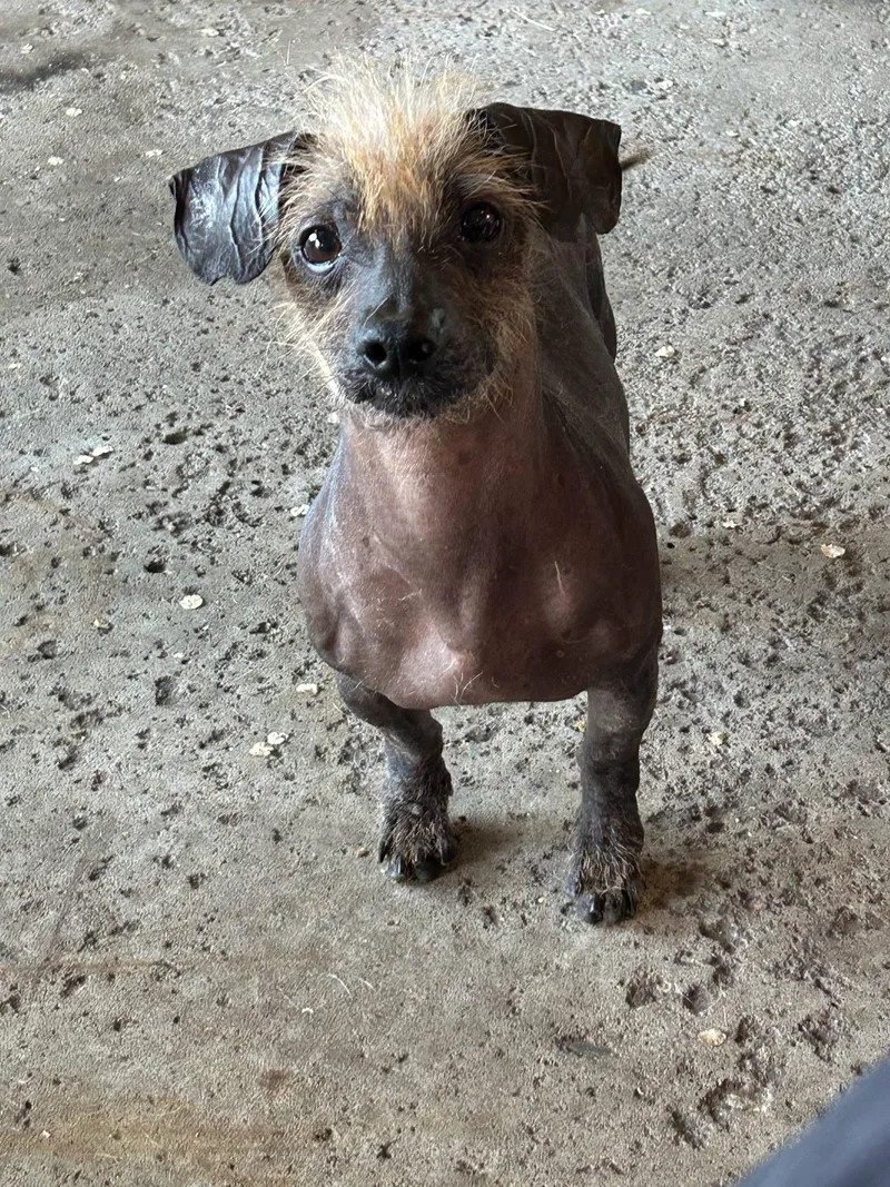 A young small-sized male Chinese Crested Dog dog named Frankie for adoption in Zimmerman, MN