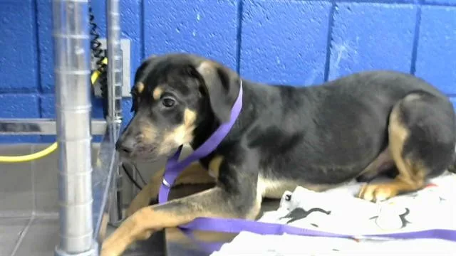 A young medium-sized male German Shepherd Dog dog named Rowdy for adoption in Albuquerque, NM