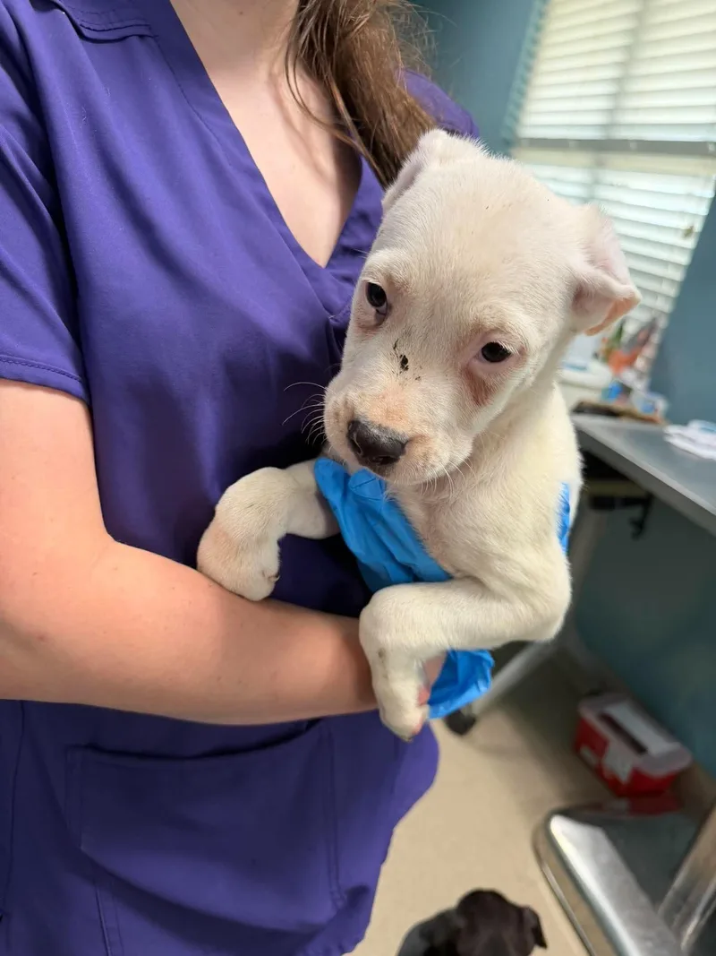 A baby medium-sized male Mixed Breed dog named Huck for adoption in Holbrook, NY