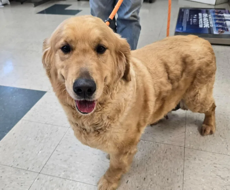 An adult large-sized female Golden Golden Retriever dog named Meadow for adoption in St. Clairsville, OH