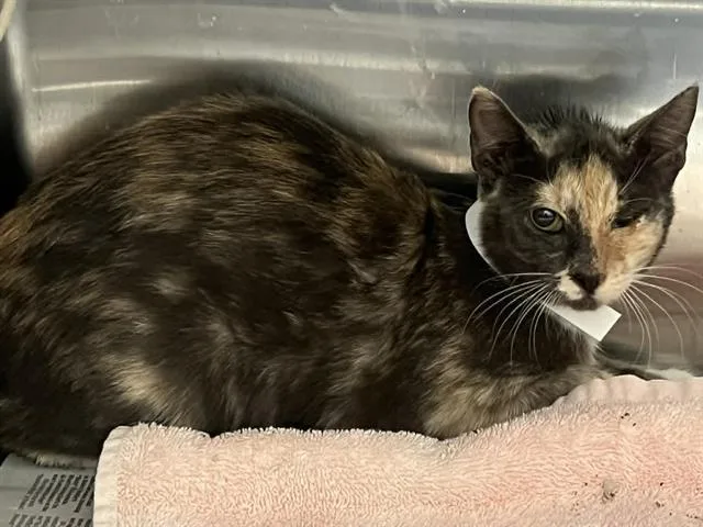 A young small-sized female Domestic Short Hair cat named Alice for adoption in Tustin, CA