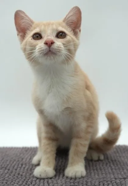 A young small-sized female Domestic Short Hair cat named Macie for adoption in Bowling Green, KY