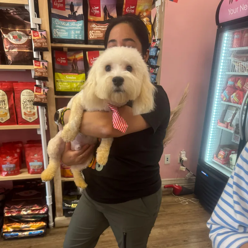 A baby small-sized male White / Cream Cavachon dog named Teddy for adoption in Miami, FL