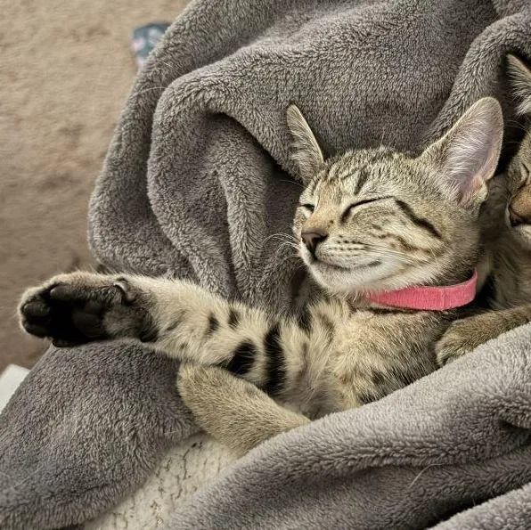 A baby medium-sized female Tiger cat named Elise for adoption in Honeoye, NY