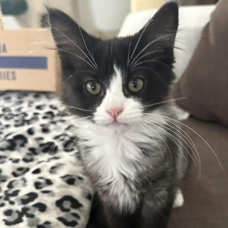 A baby small-sized female Black Domestic Long Hair cat named Flower for adoption in Santa Rosa, CA