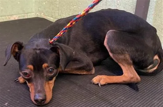 An adult small-sized male Miniature Pinscher dog named Ranger for adoption in Sacramento, CA