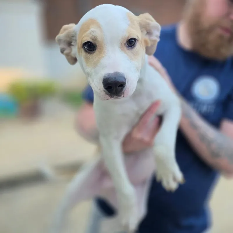 A baby small-sized male White / Cream Labrador Retriever dog named Moose for adoption in West Point, MS