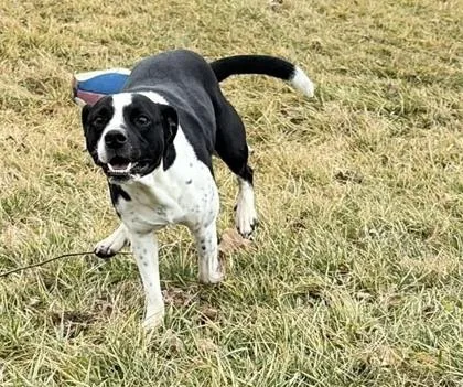 A young medium-sized male Mixed Breed dog named Gus for adoption in Hobart, IN