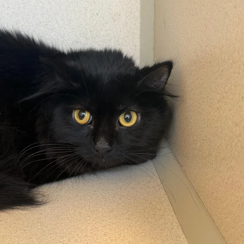 A young medium-sized female Black Domestic Medium Hair cat named Granny for adoption in Rifle, CO