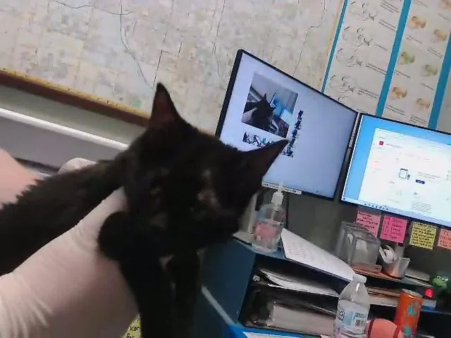 A baby small-sized female Domestic Short Hair cat named Zenna for adoption in Tulsa, OK