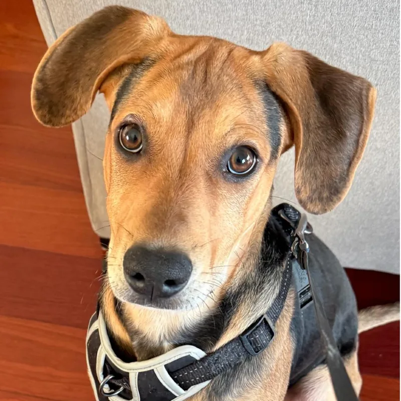 A baby small-sized male Yellow / Tan / Blond / Fawn Hound dog named Bark Ruffalo for adoption in Riverside, CA