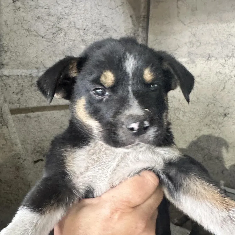 A baby small-sized male Black Shepherd dog named Otto for adoption in Tampa, FL