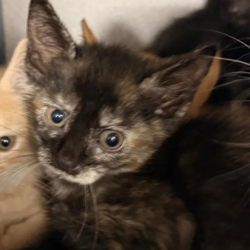 A baby small-sized female Brown / Chocolate Domestic Short Hair cat named Bo Peep for adoption in Evansville, IN