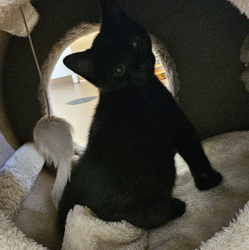 A baby small-sized female Black Domestic Short Hair cat named Coal for adoption in Norwalk, CT