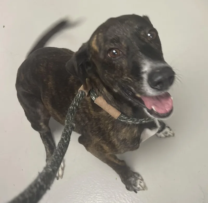 An adult medium-sized female Brindle Pit Bull Terrier dog named Hannah for adoption in Danville, IN