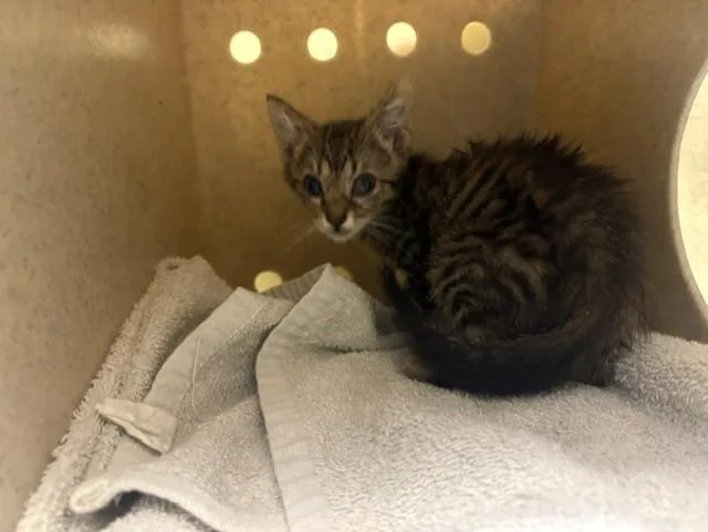 A baby small-sized female Domestic Short Hair cat named Sweet Child for adoption in Tustin, CA