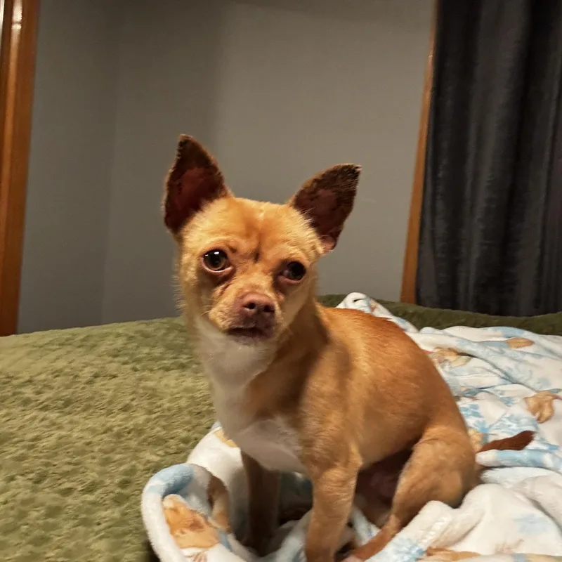 Choco Taco thumbnail 2