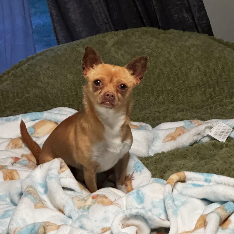 Choco Taco thumbnail 3