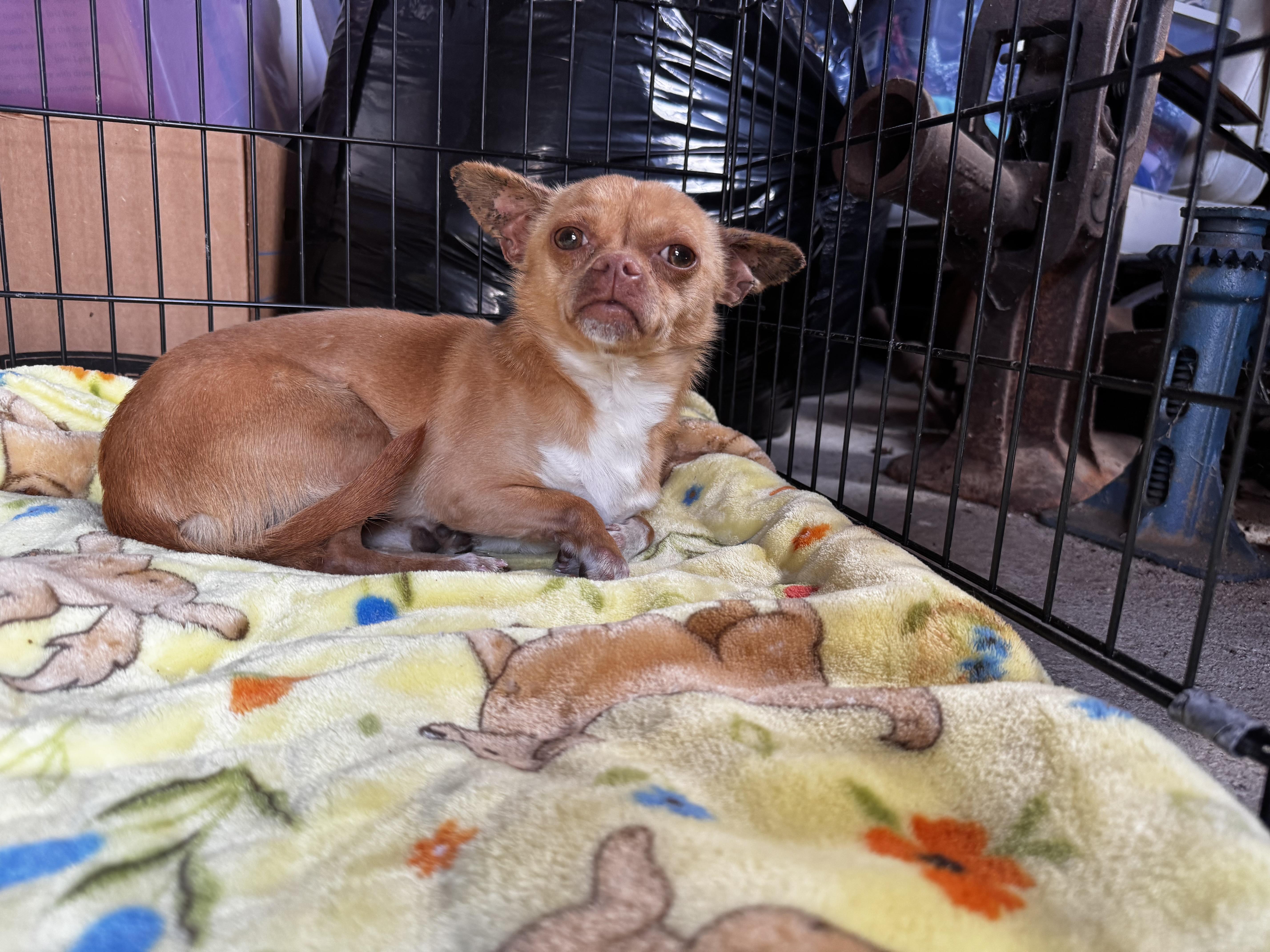 Choco Taco thumbnail 4