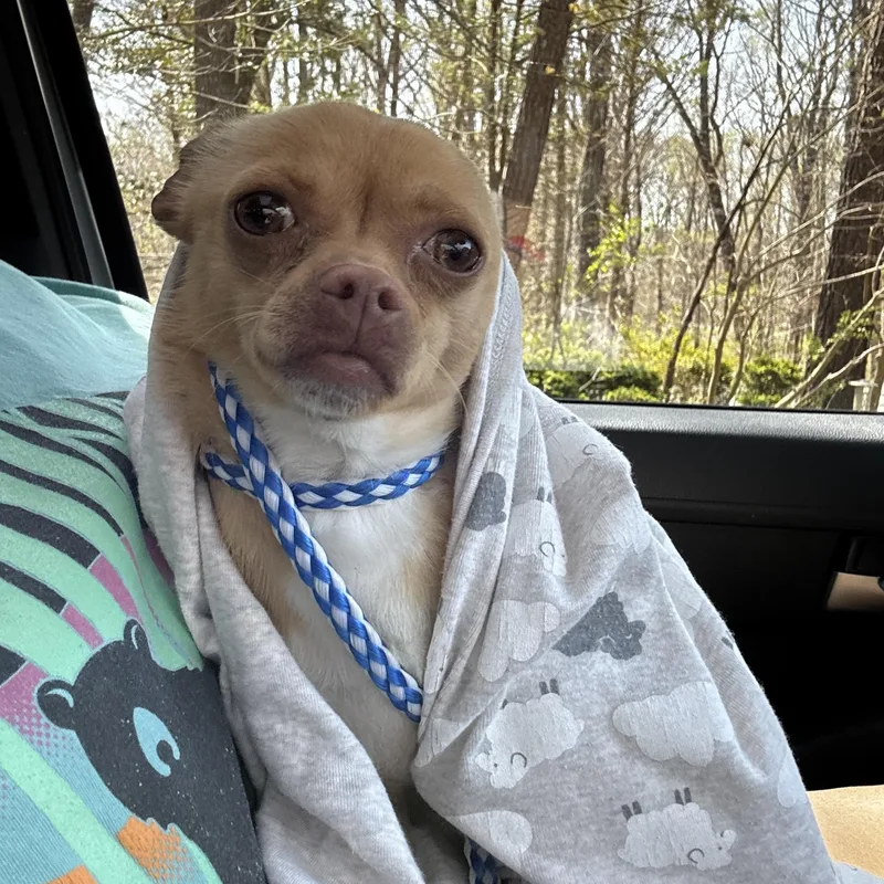 Choco Taco thumbnail 5