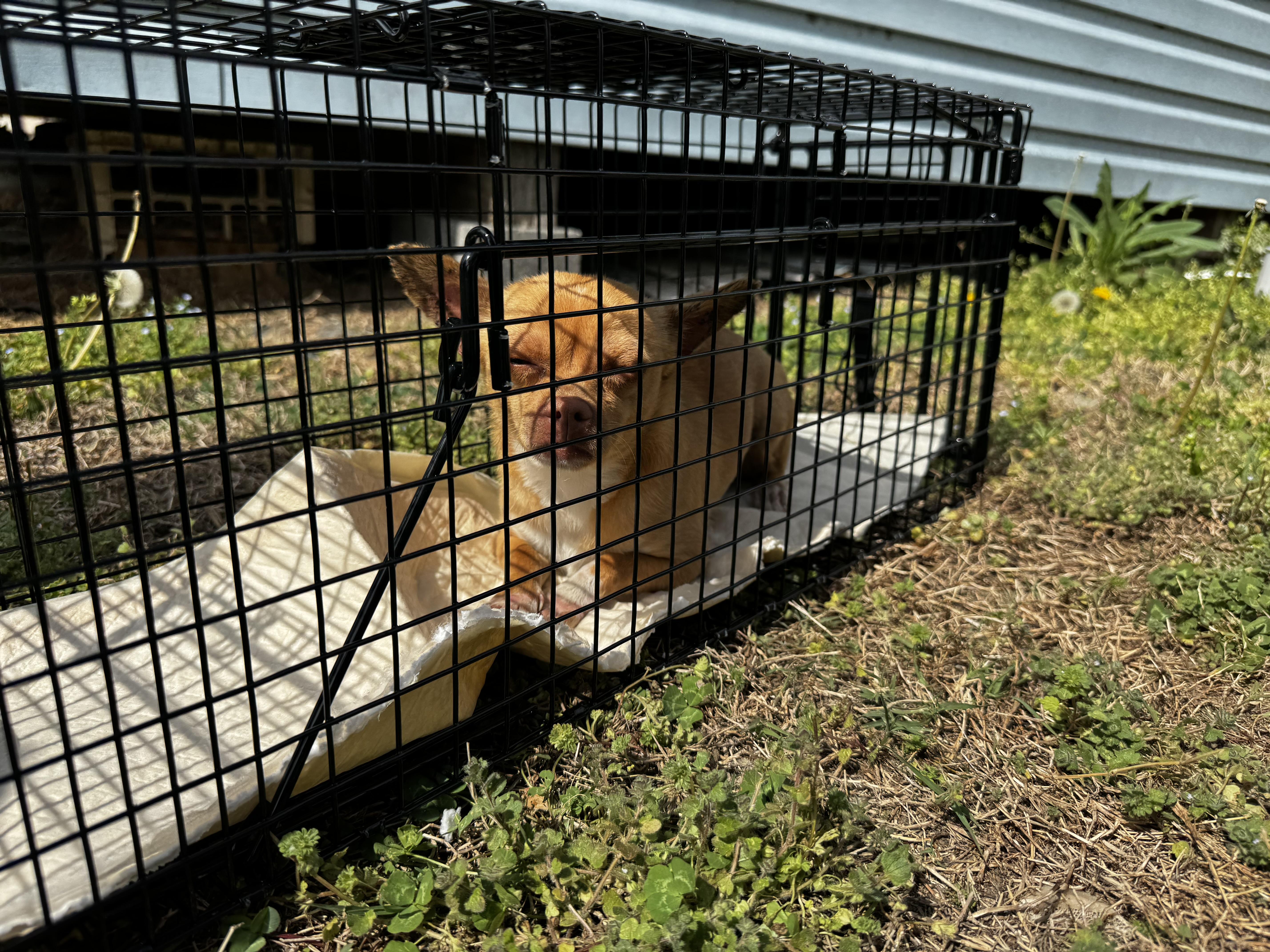 Choco Taco thumbnail 6