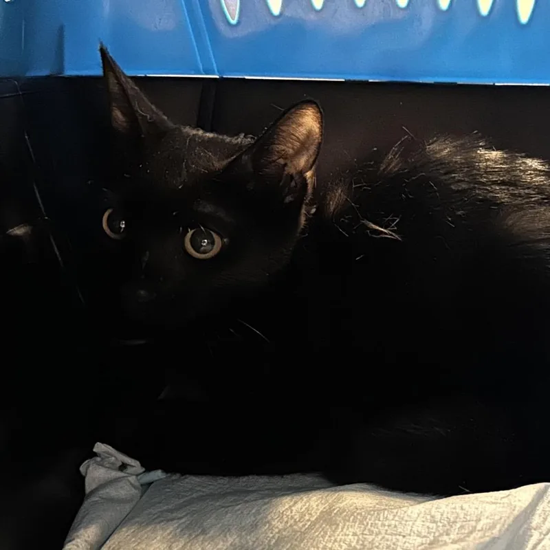 A baby small-sized male Black Domestic Short Hair cat named Colt for adoption in West Palm Beach, FL