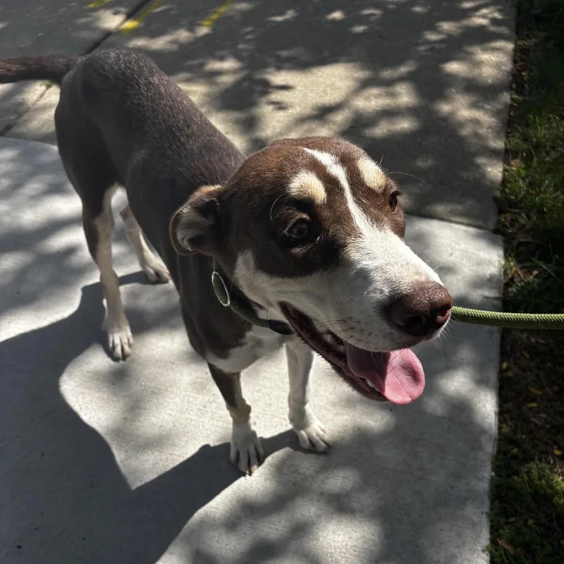 A young medium-sized female Brown / Chocolate Mixed Breed dog named Kimchi for adoption in Skokie, IL
