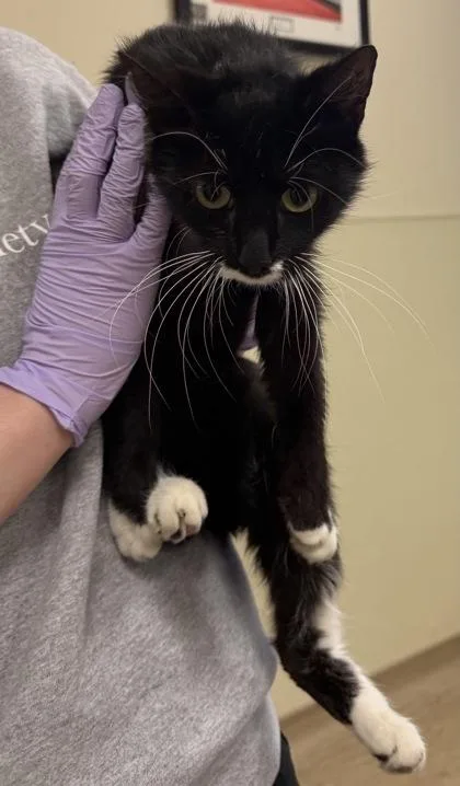 An adult small-sized female Domestic Short Hair cat named Mayflower Orchid for adoption in West Chester, PA