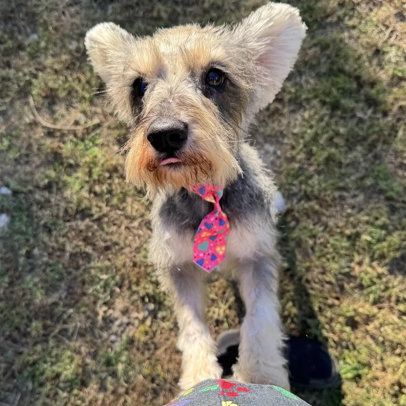 A young small-sized female White / Cream Standard Schnauzer dog named Bunny for adoption in Birmingham, AL