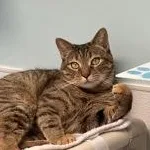 An adult medium-sized female Tabby (Brown / Chocolate) Domestic Short Hair cat named Gloria for adoption in Bridgewater, NJ