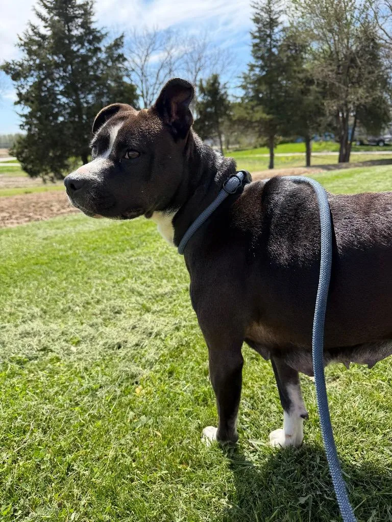 An adult medium-sized female Boxer dog named Bella for adoption in Pierceton, IN
