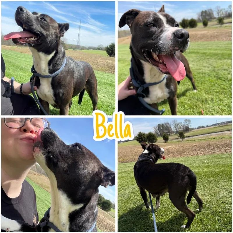 Bella thumbnail 3