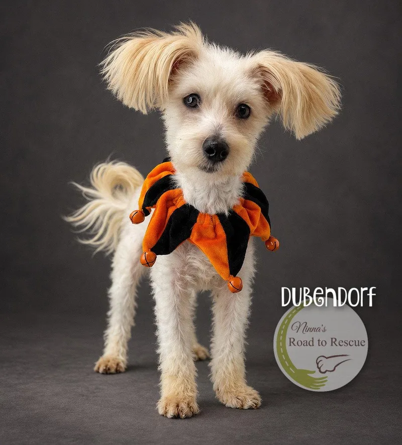 An adult small-sized male Maltese dog named Dubendorf for adoption in Benton, LA