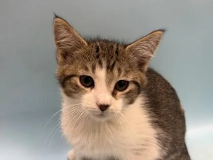 A baby small-sized male Domestic Short Hair cat named Whisp for adoption in Woodbury, MN