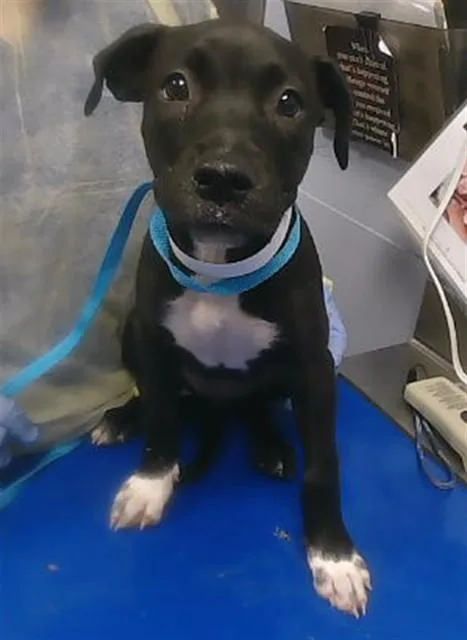 A baby small-sized female Pit Bull Terrier dog named Pie for adoption in Phoenix, AZ