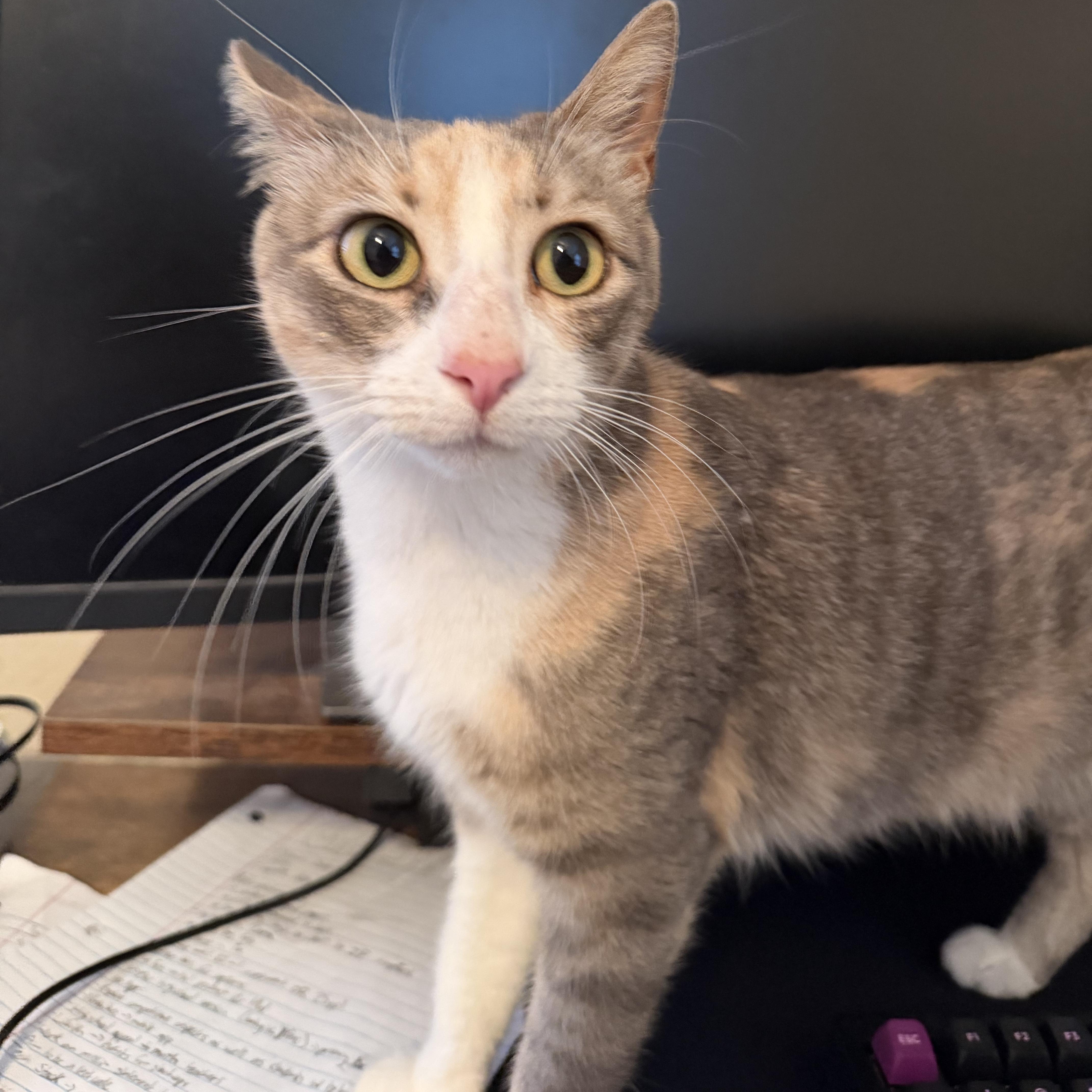An adult medium-sized female Dilute Calico Domestic Short Hair cat named Mama Loveseat for adoption in Bryan, TX
