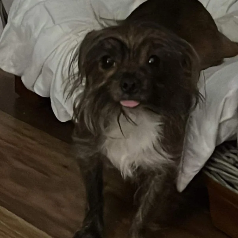 An adult small-sized male Yorkshire Terrier dog named Marley for adoption in Jupiter, FL